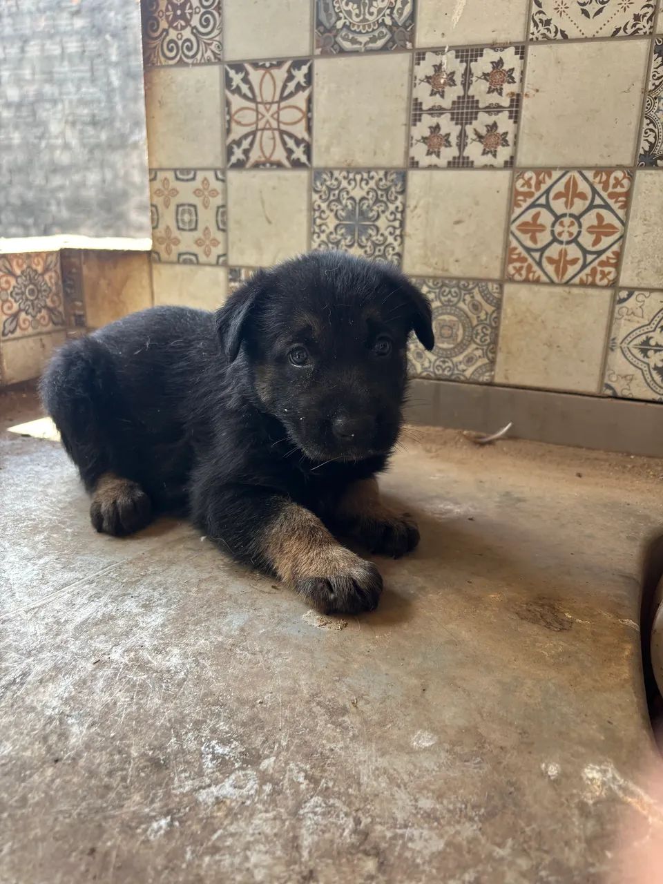 Filhote de Pastor Alemão - Fêmea- Disponível ?