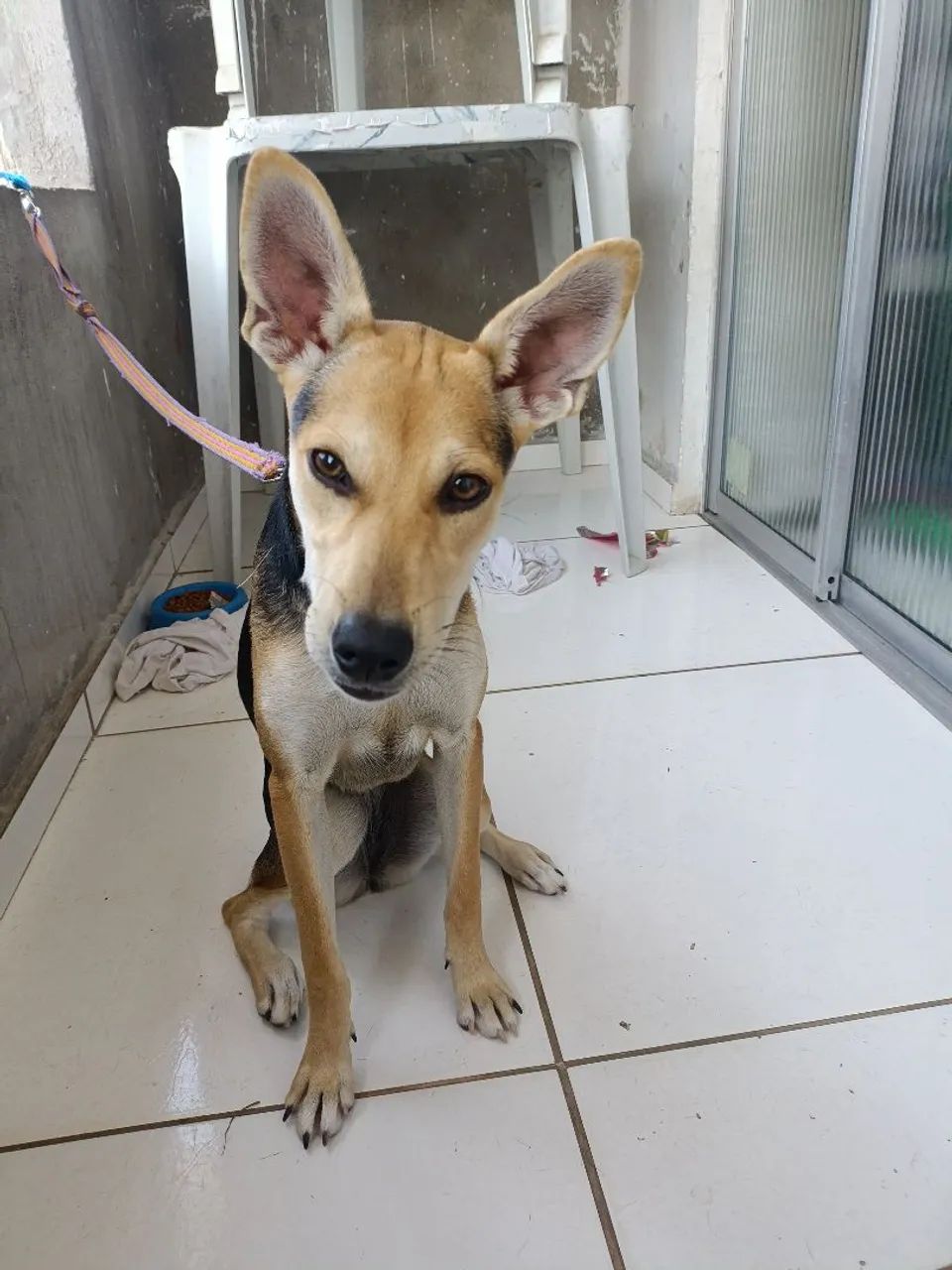 Doação de cadela - Foto 2