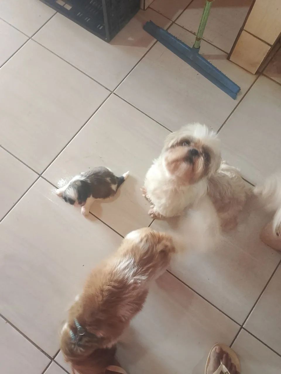 Shitzu 