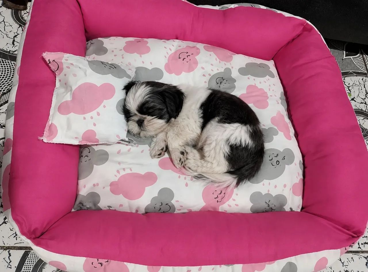 Caminha pet nova