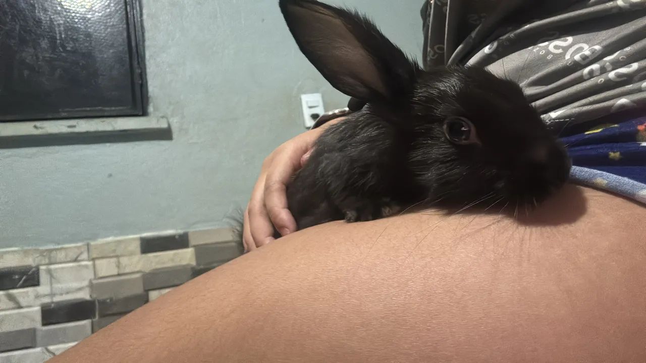 Vende-se coelho - Foto 3