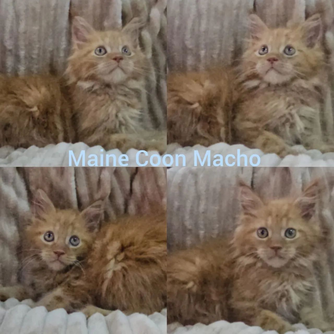 Maine Coon Filhotes - Gatil BSB Cat - Foto 5