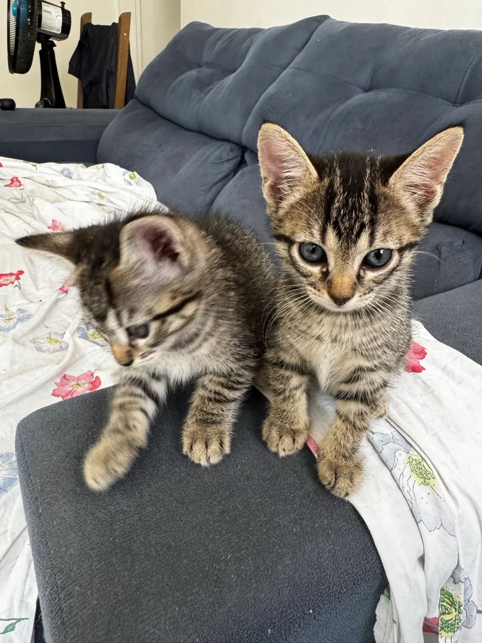 gatos - Foto 2