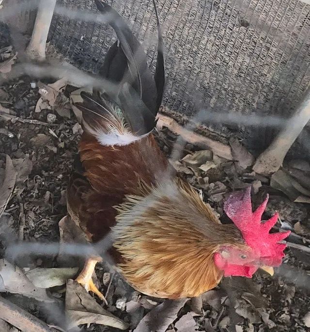 Vendo pintinhos de garnizé - Foto 5