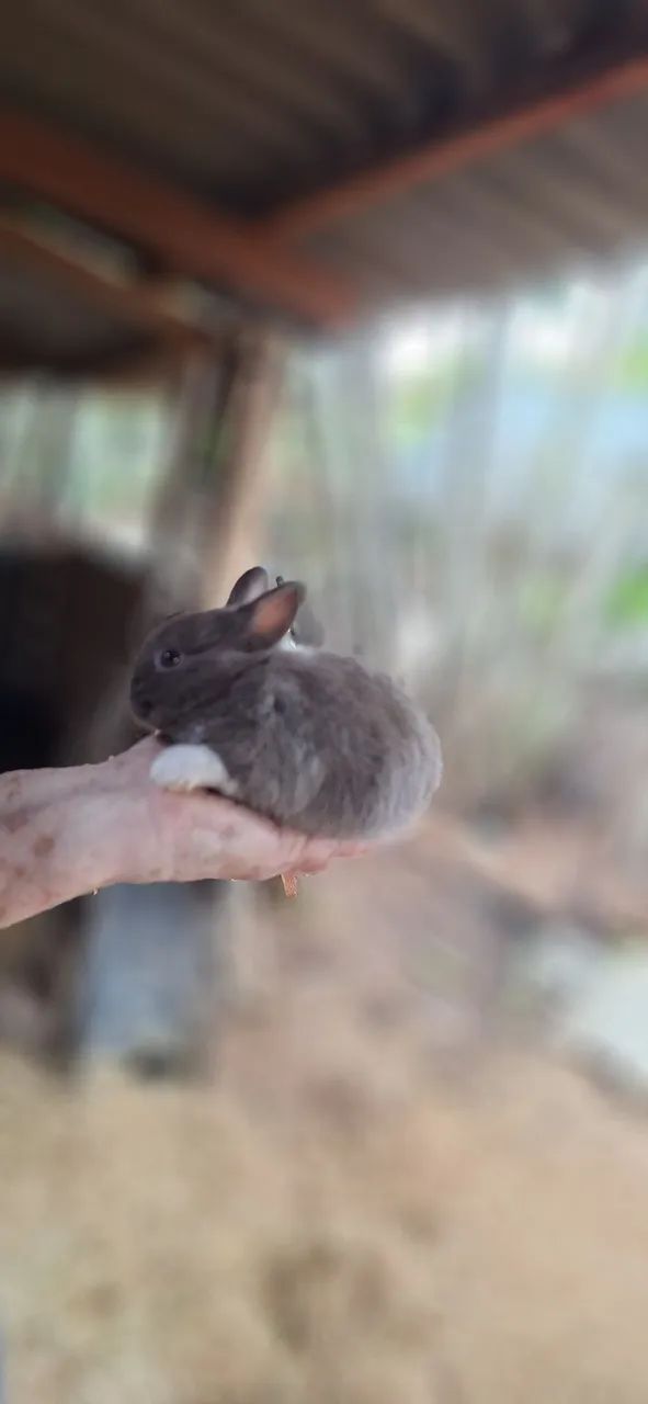 Coelhinhos  - Foto 4