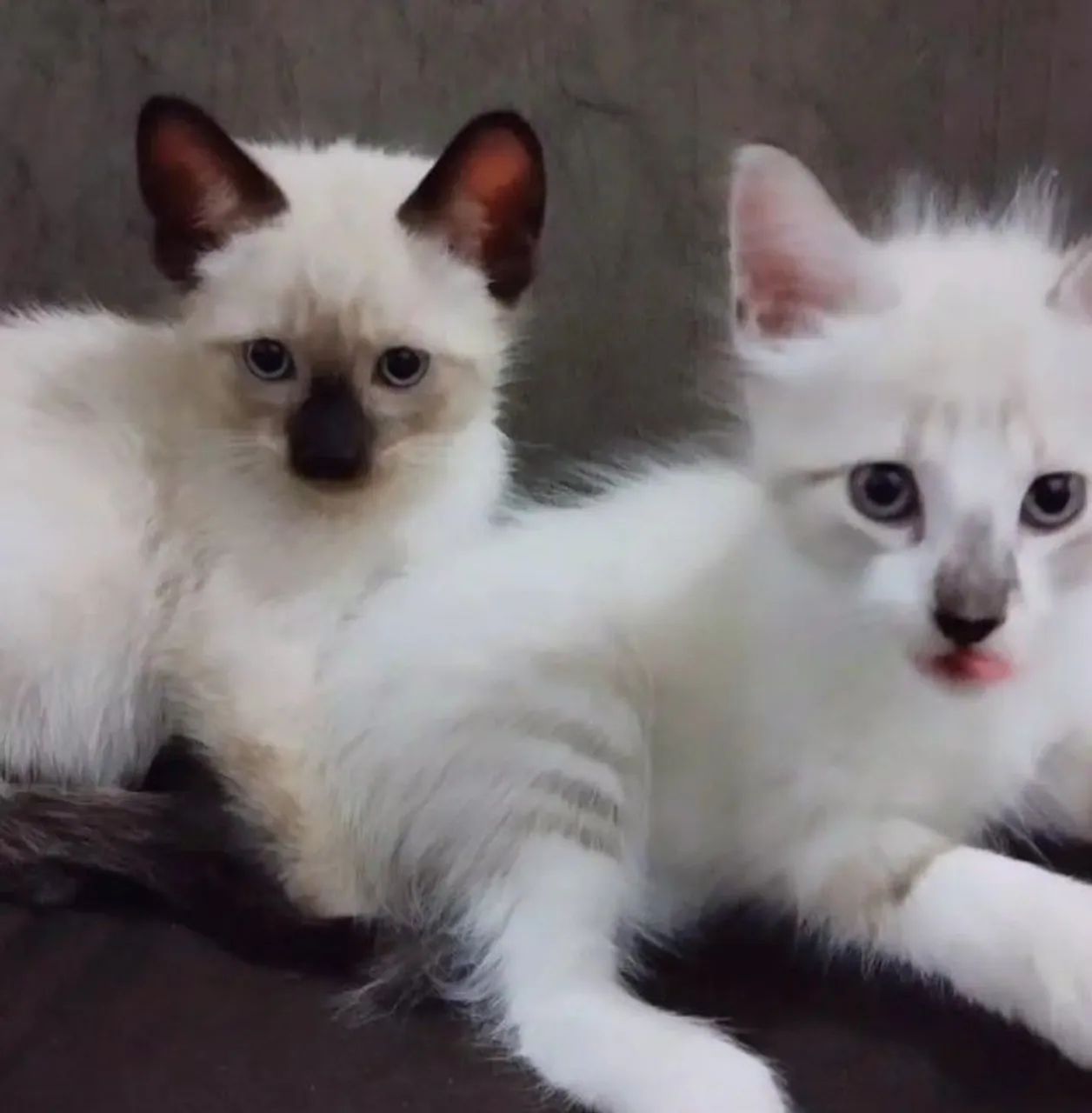 Gatinhos de 3 meses para adoção  - Foto 6