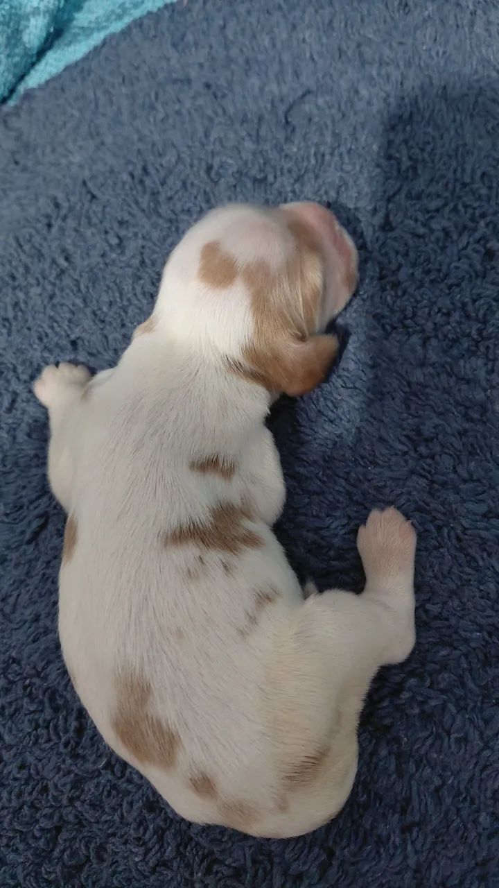 Filhotes de cocker spaniel inglês  - Foto 2