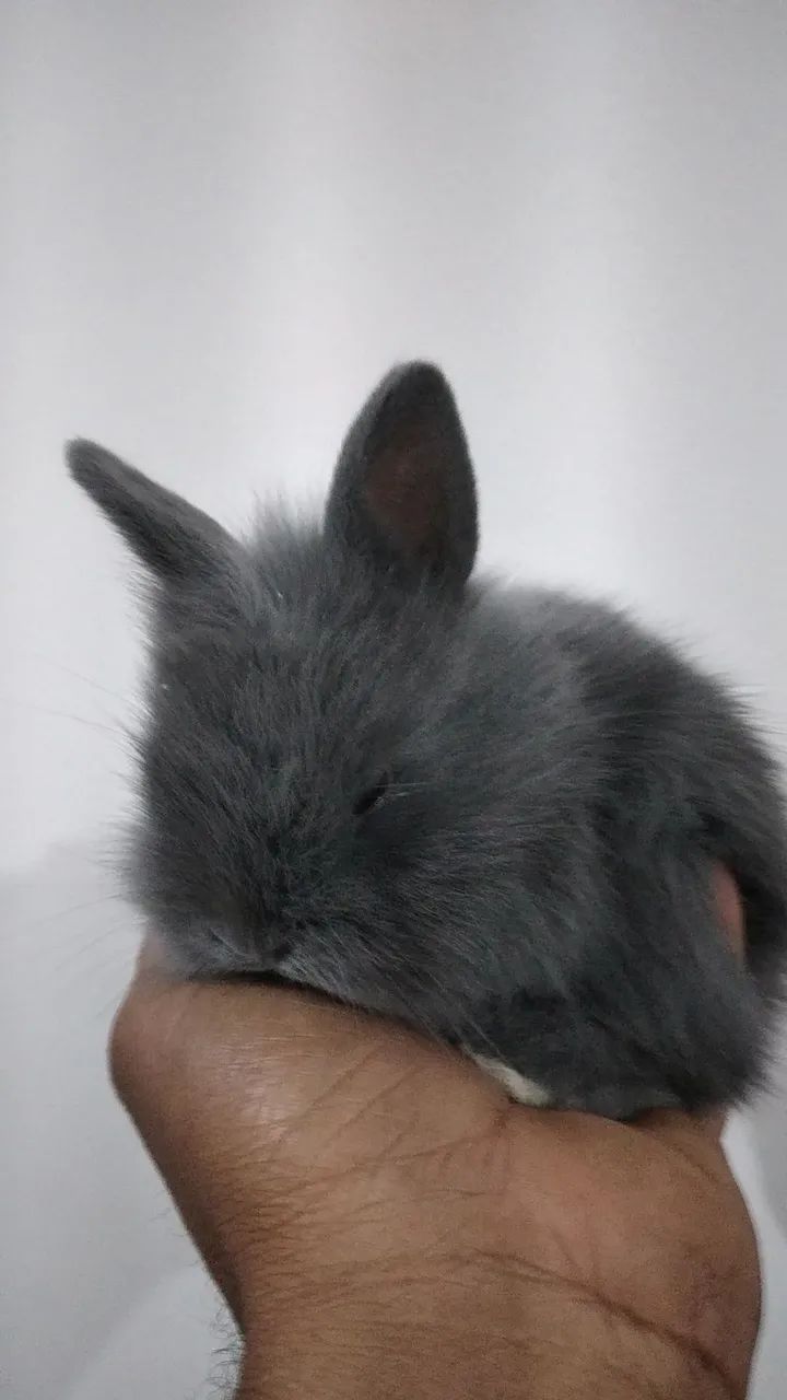 Filhotes de mini coelhos 
