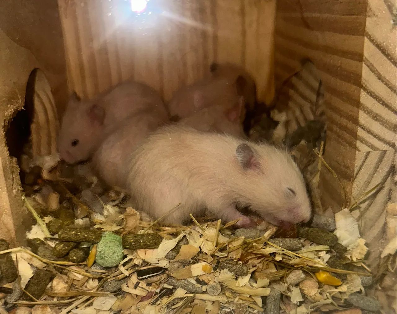 Hamster sírio 