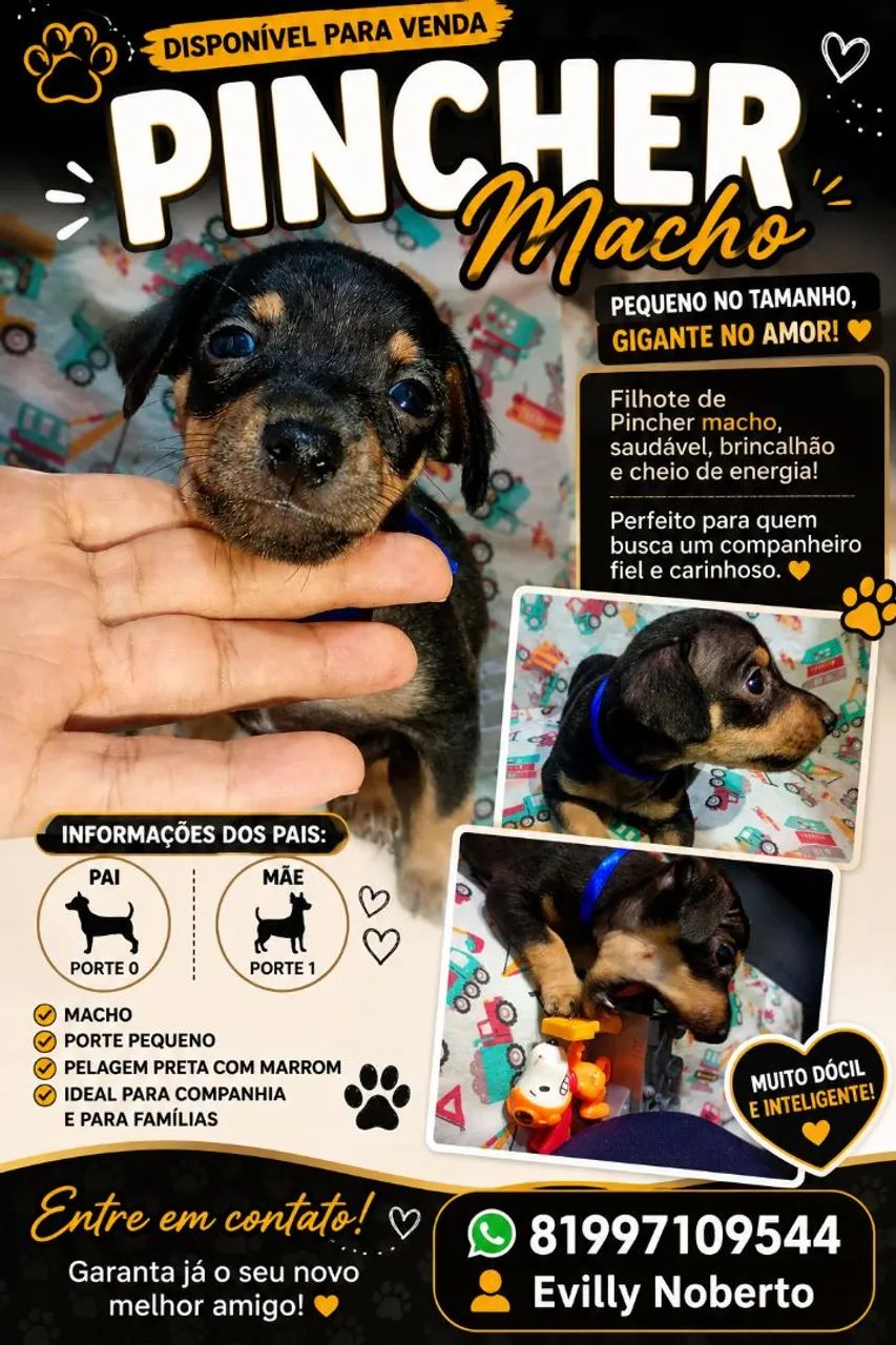 Cachorro 