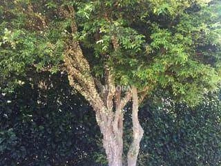 Chácara à venda, 2500 m² por R$ 1.800.000 - Recanto Santa Andréa - Cambé/PR - Foto 8