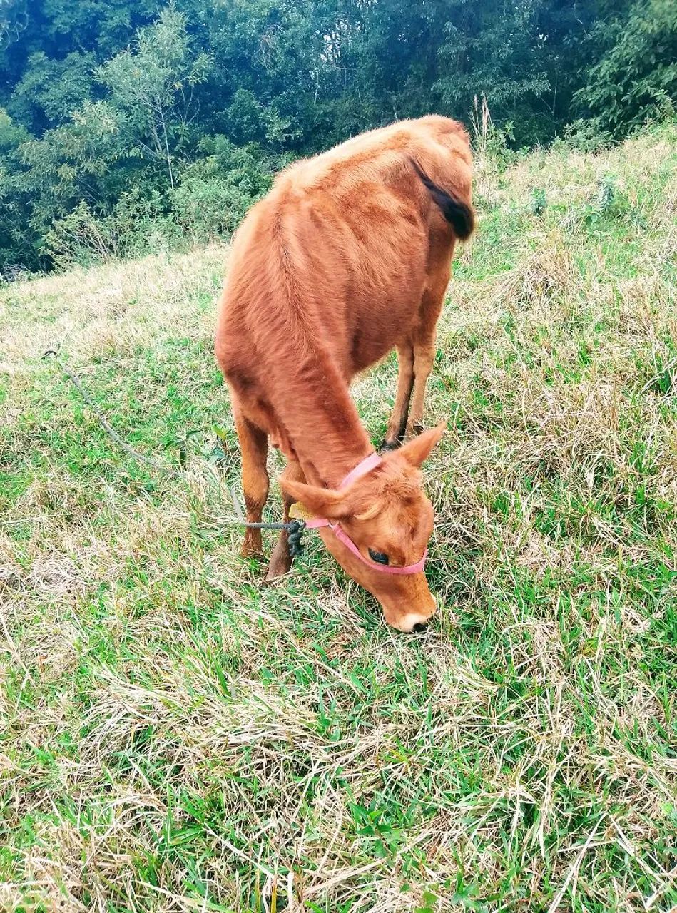 Vendo uma vaca prenha e uma novilha  - Foto 4