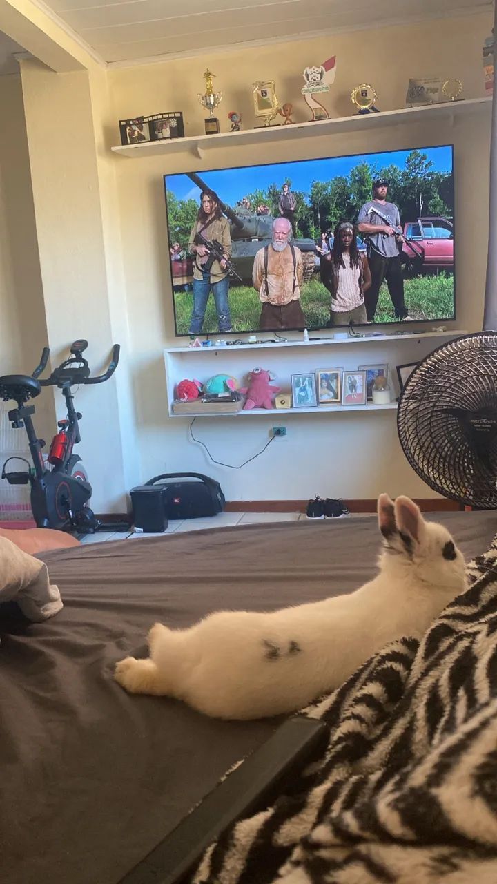 Doação de coelho - Foto 5