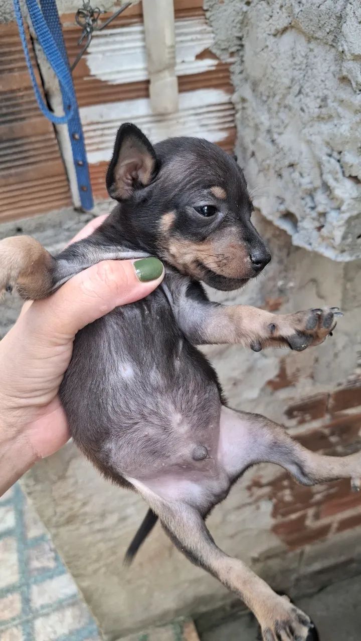 Cachorro pinscher