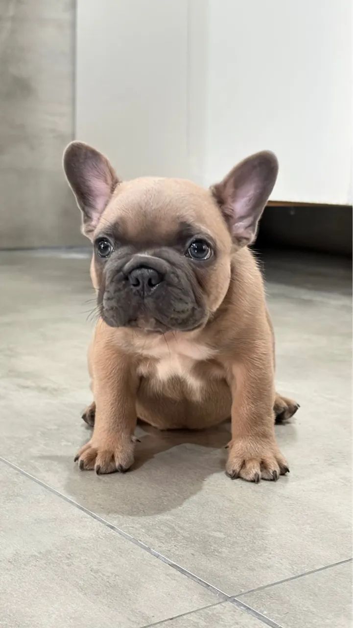 Filhote blue fawn