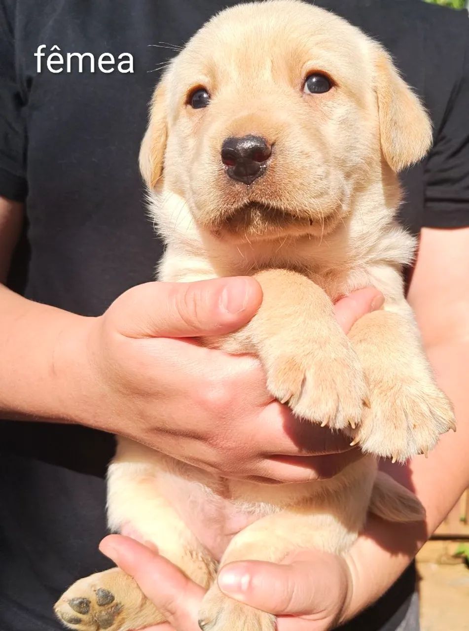 Filhote labrador  - Foto 3