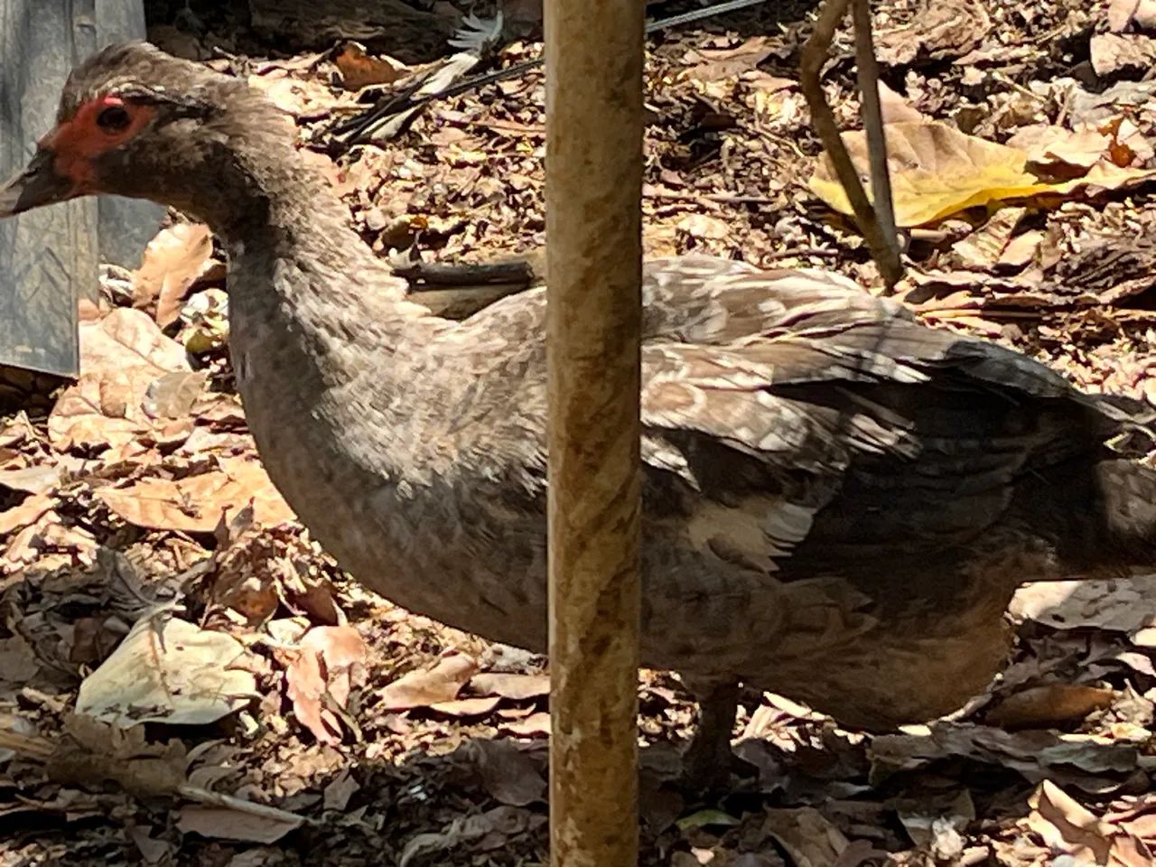 Galinhas e patos  - Foto 4
