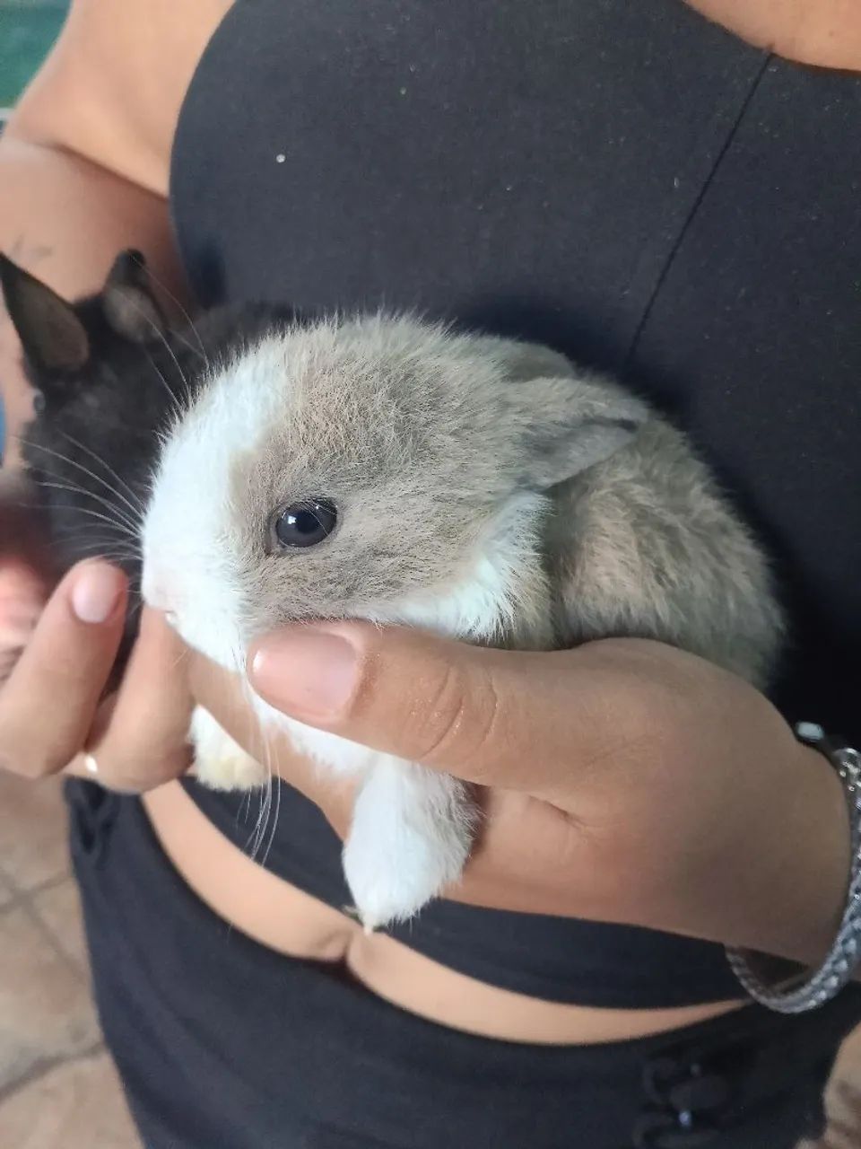 Vendo cabritinho, coelho, pintinhos, codornas - Foto 3