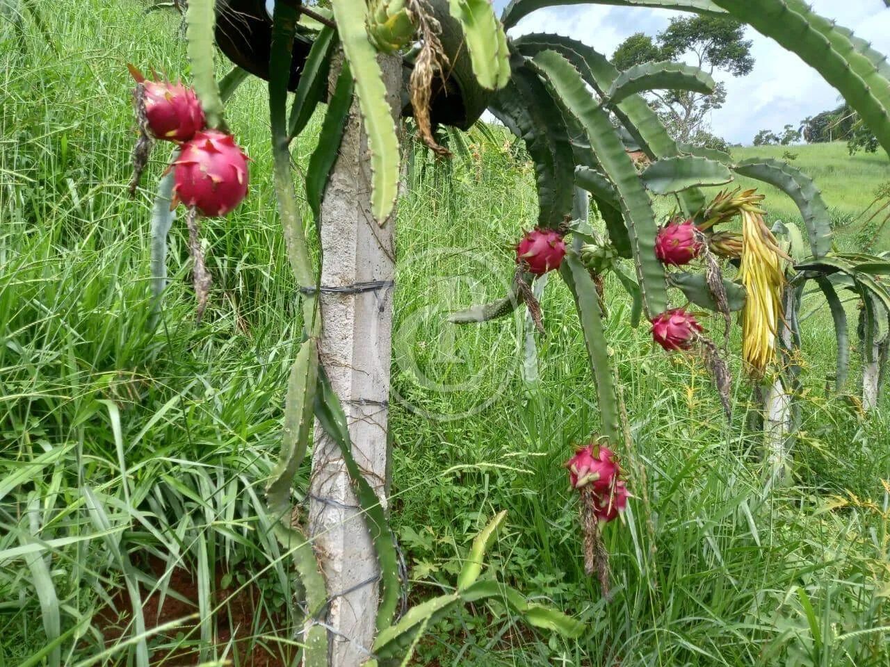 Sítio em jacarei sp - Foto 3