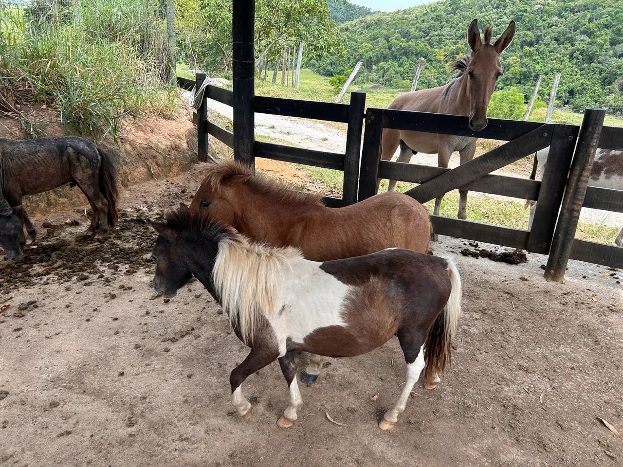 Casal de Mini Pônei - os menores! Lindos - Foto 5