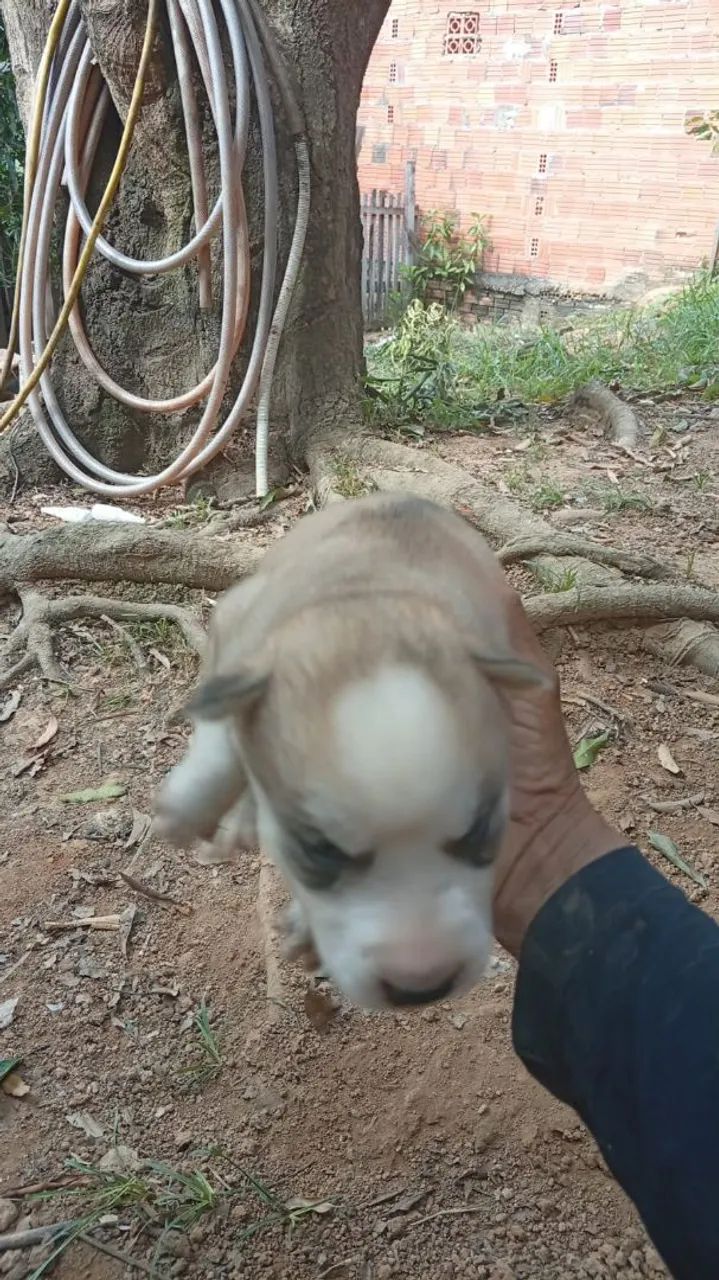 Venda de Cachorro de Raça  - Foto 4