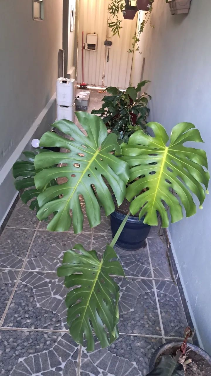 Planta  - Foto 2