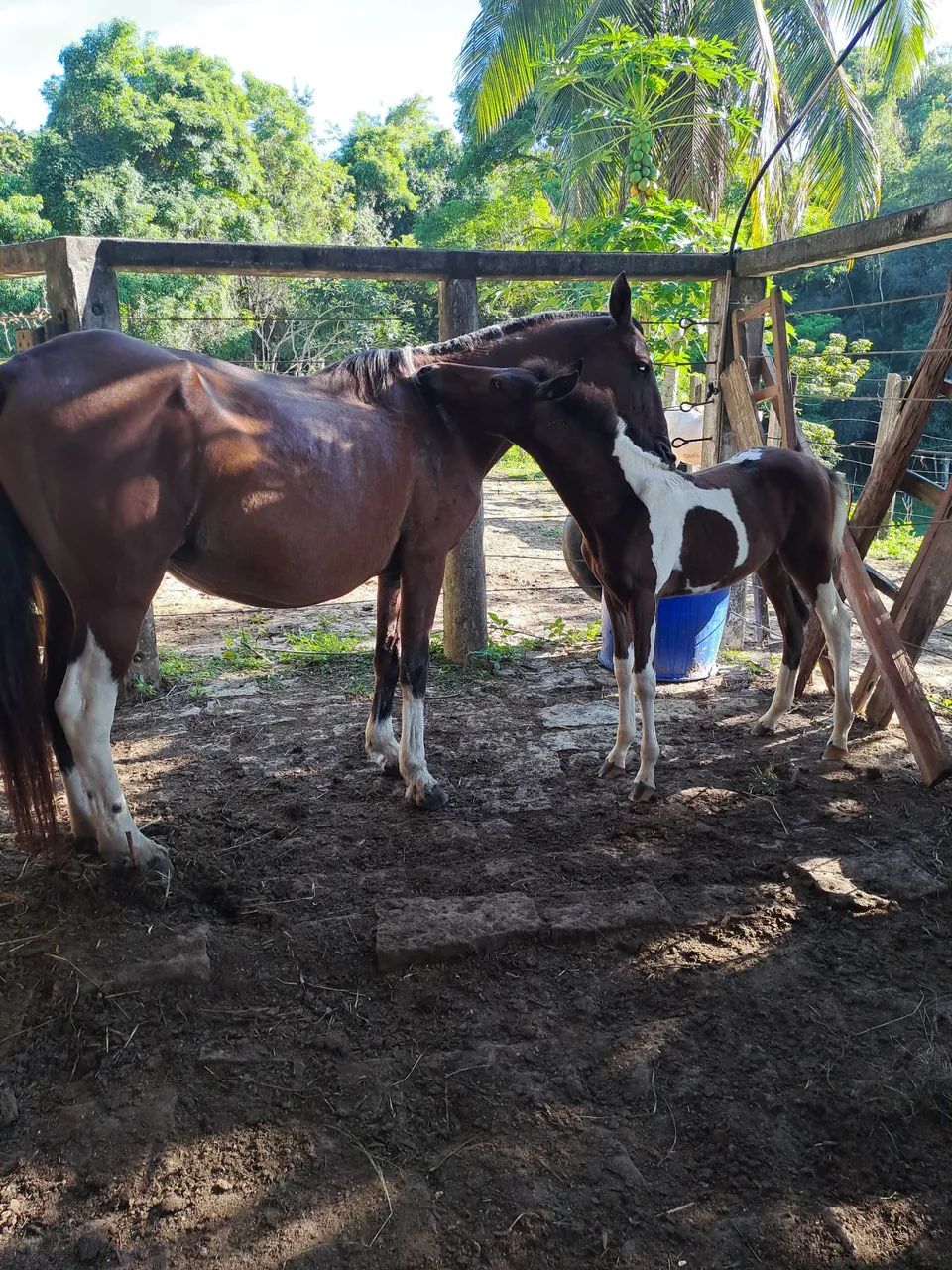 Potro Mangalarga Marchador controlado.  Aceito cartão e pix  - Foto 5