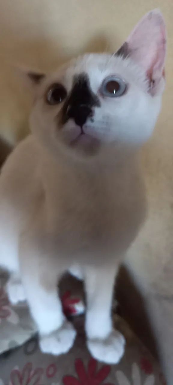 Lindo filhote Macho disponível para Adoção - Foto 4