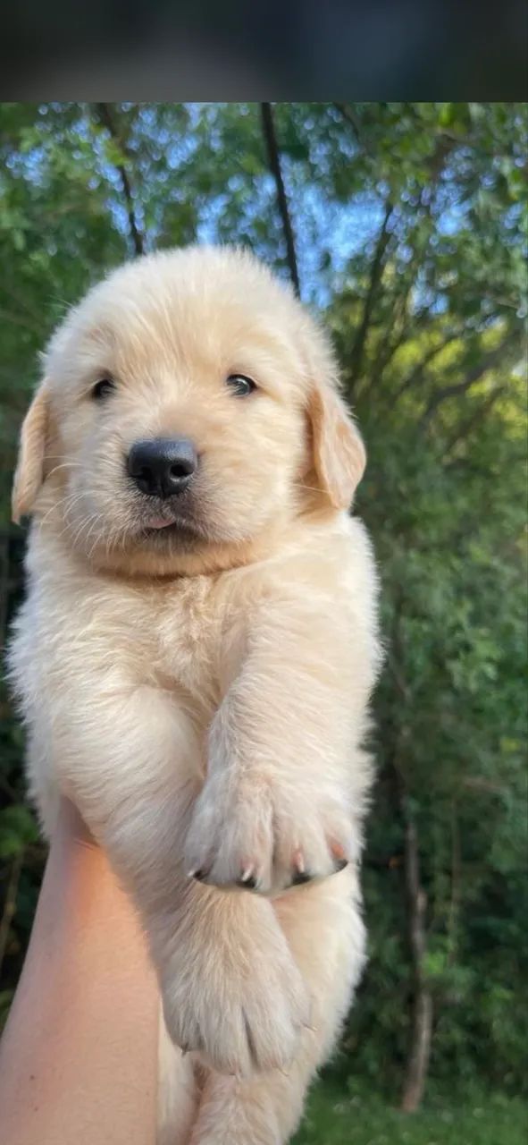 Cachorro  - Foto 4