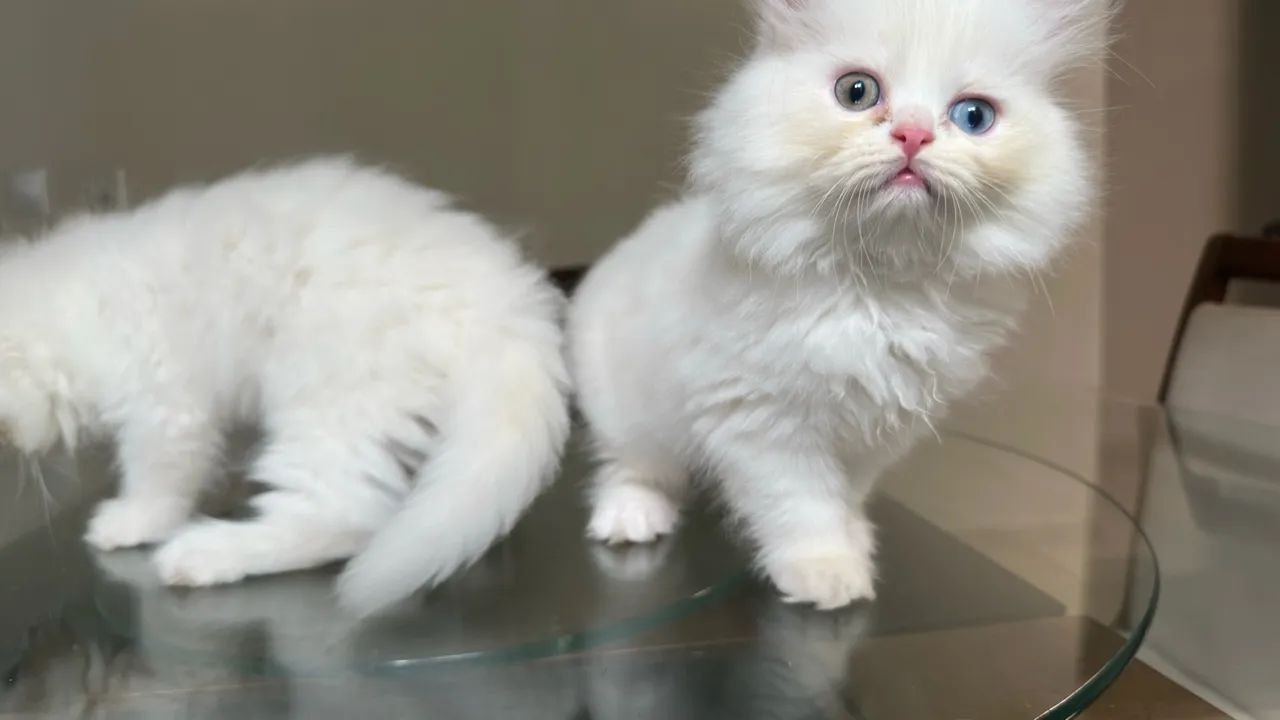 Gato Persa em Cuiabá  - Foto 5