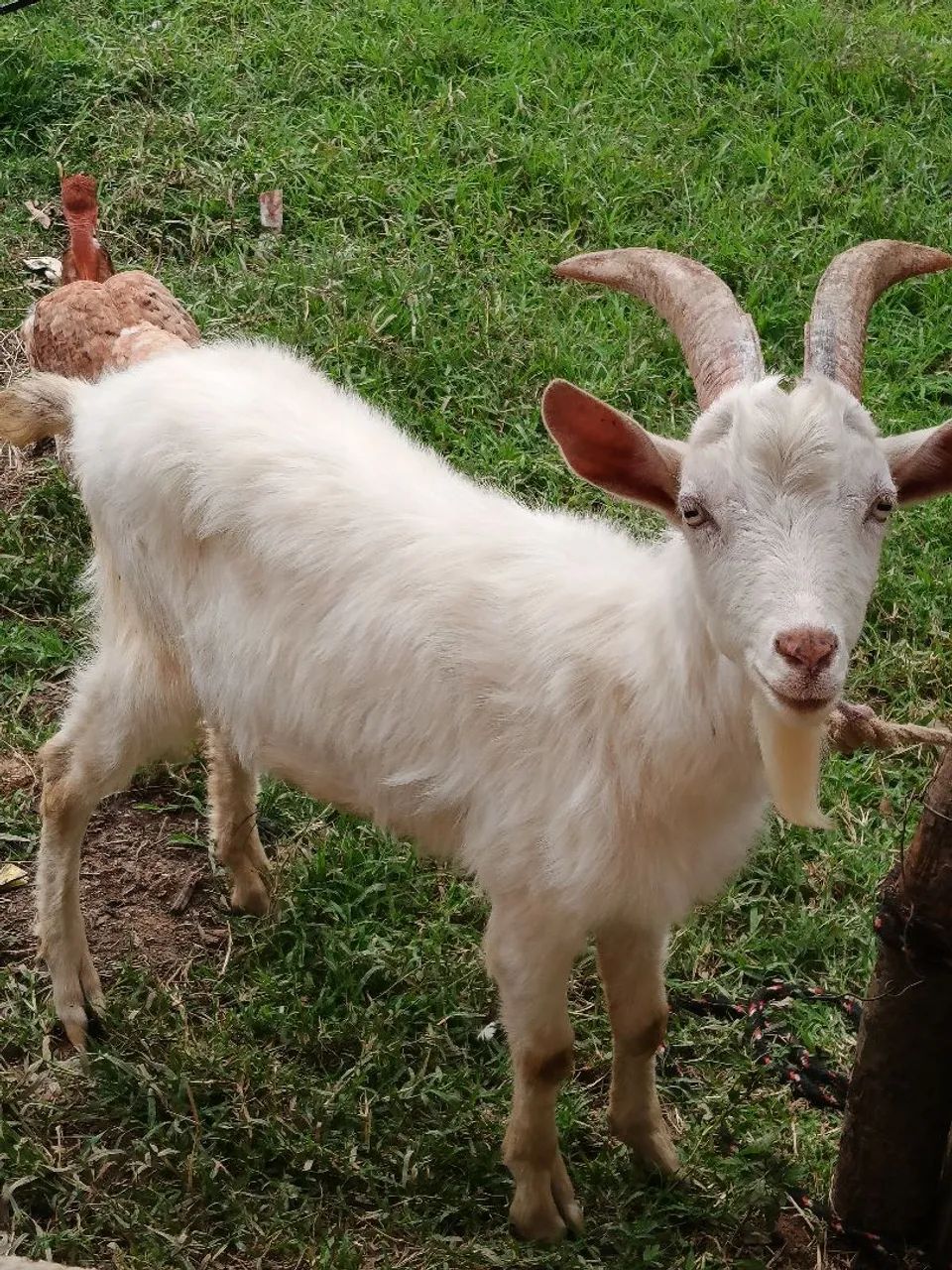 Cabrito sannen 