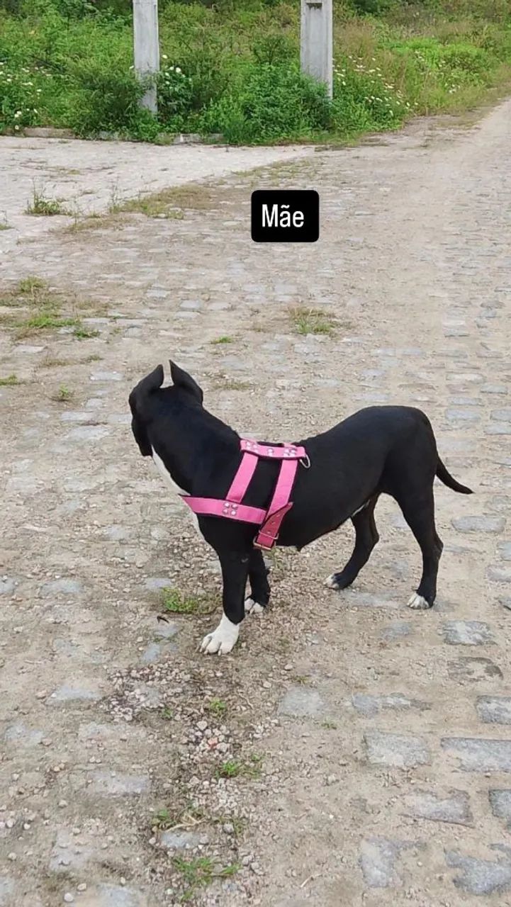 Animal de estimação  - Foto 2