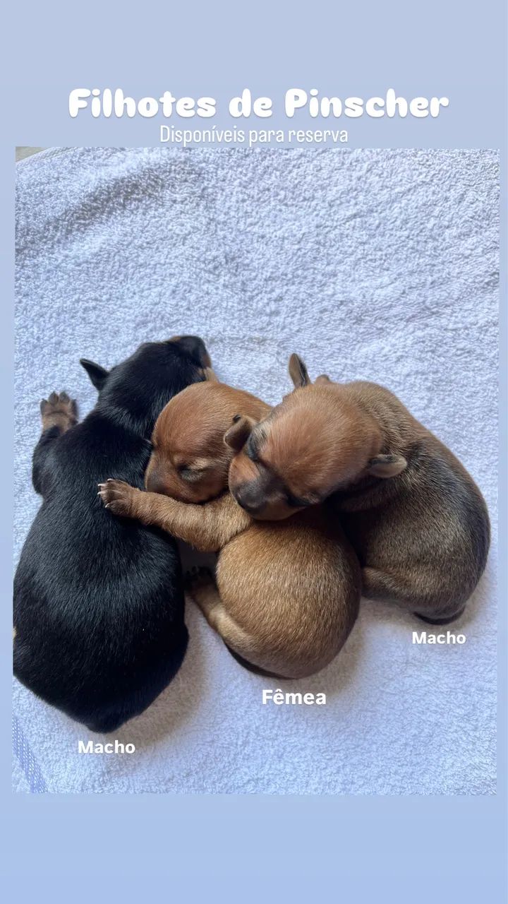 Pinscher filhotes zero - Foto 2