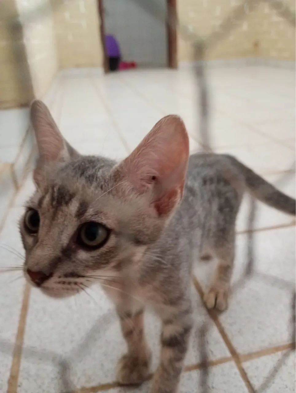 Gatinhos para adoção - Foto 2