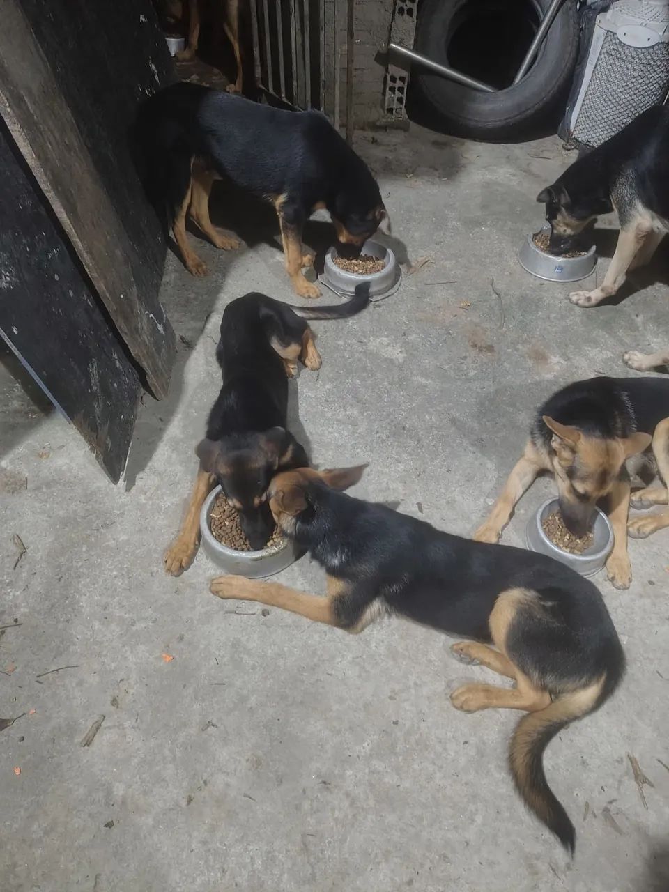 Adoção responsável  - Foto 5