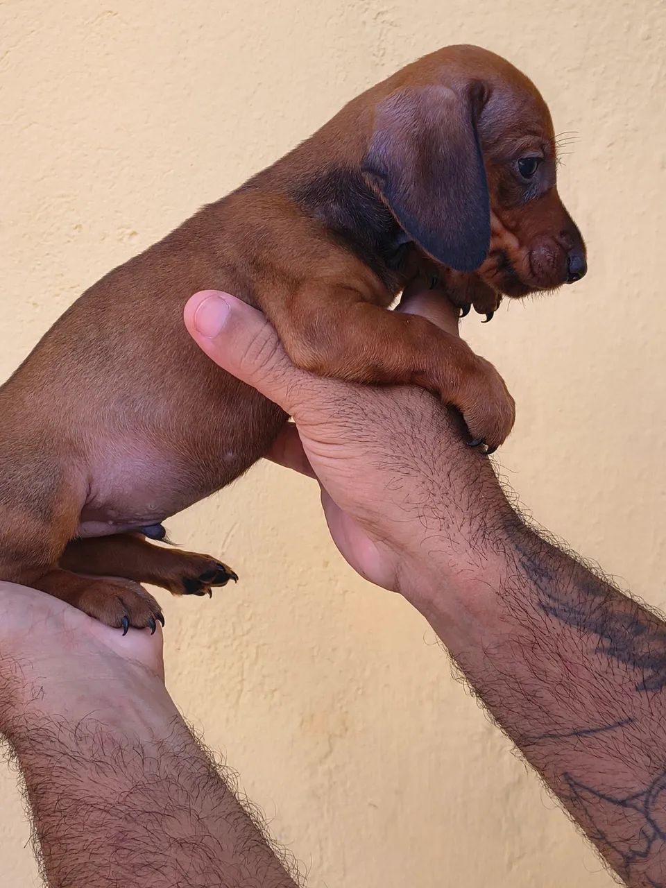 Dachshund  - Foto 2