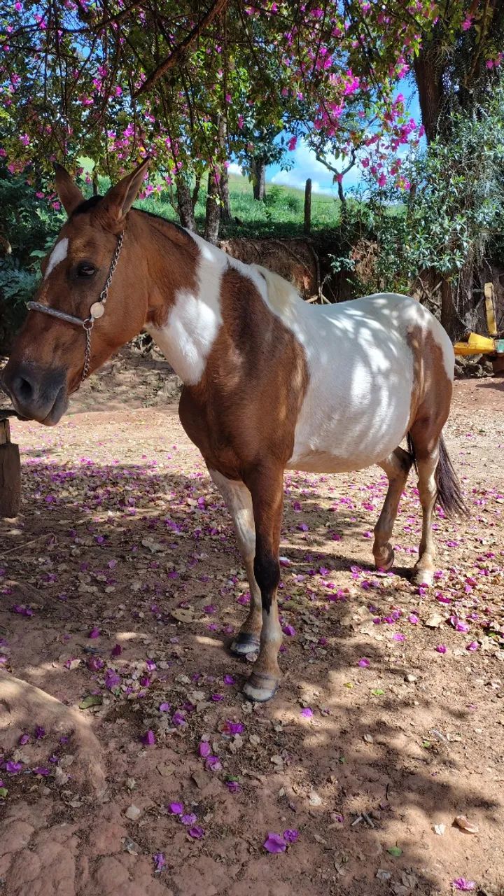 Égua  - Foto 5