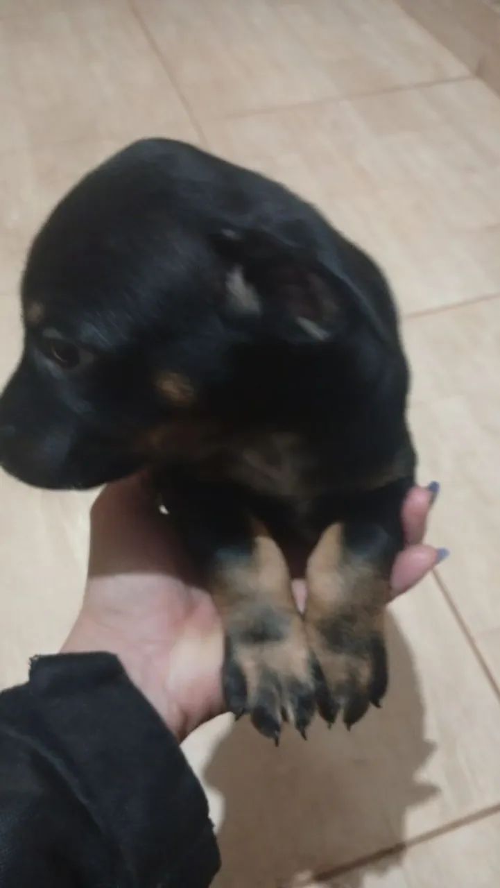Adoção consciente quem goste dos bichinhos e queira cuidar dar carinho. - Foto 5