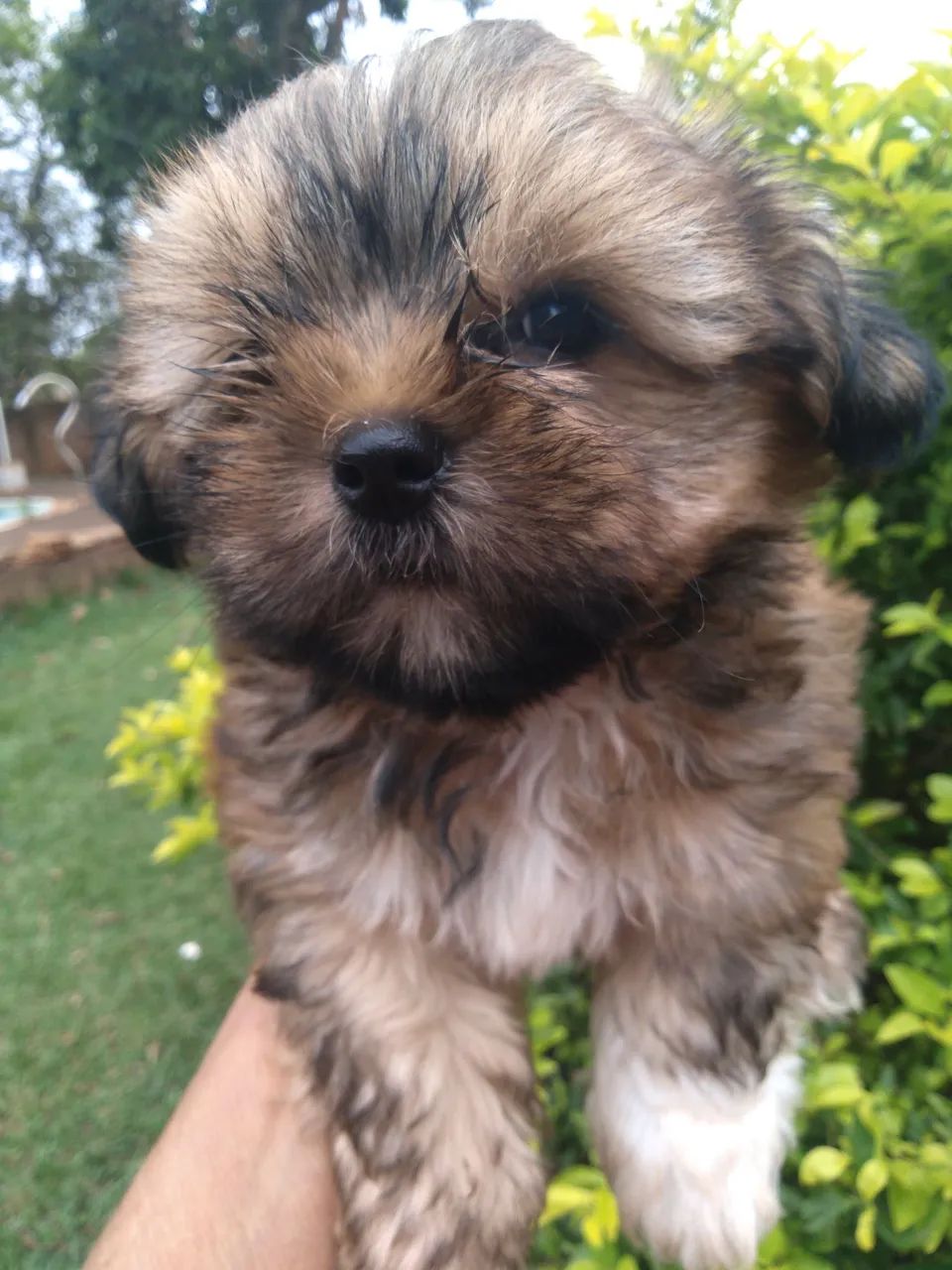 Shihtzu macho - Foto 4