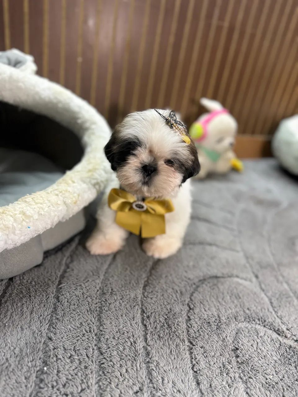 Shihtzu fêmea  - Foto 2