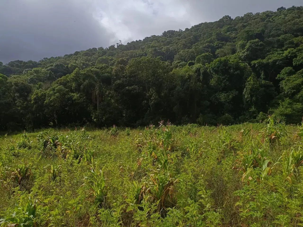 Terrenos para venda tem 1000 metros quadrados em Colégio - Ibiúna - SP - Foto 7