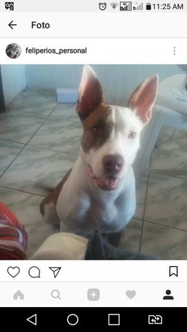 Pitbull