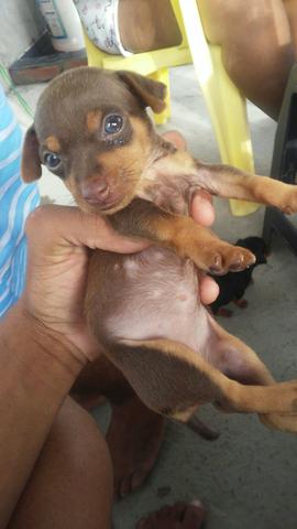 Vendo Filhotes de Pinsher