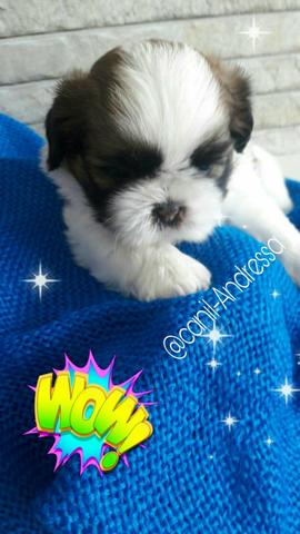 Shih tzu de qualidade