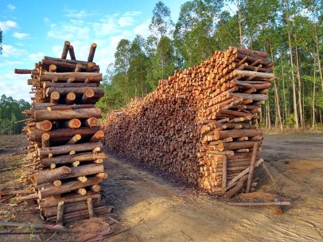 Linda Fazenda no estado de Tocantins - Foto 18