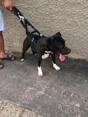Vendo pitbull femea