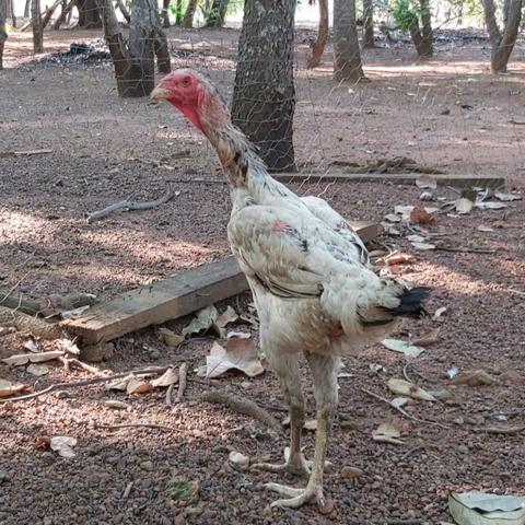 Índio gigante - Foto 3