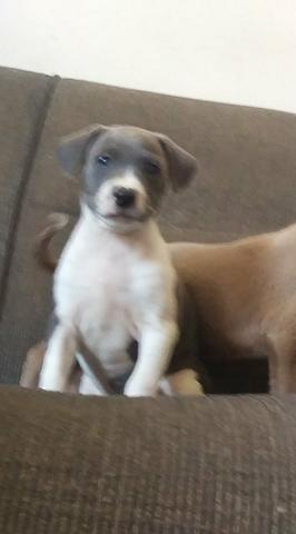 Pit Bull ( promoção) - Foto 2