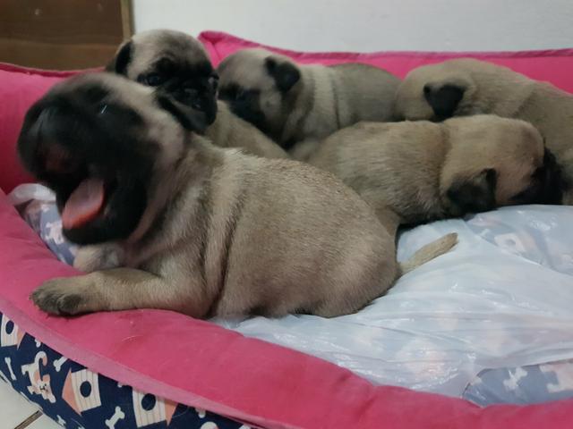 Filhotes de Pug Pais com Pedigree - Foto 3