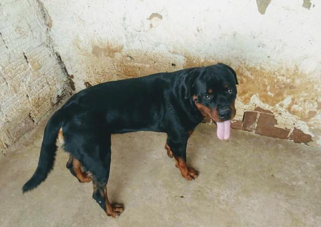 Rottweiler macho